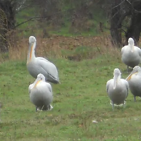 بيت ضيافة Rosa Antartiko
