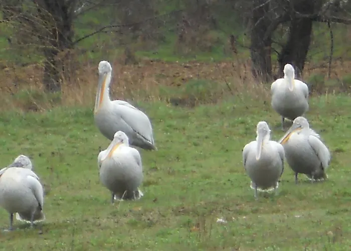 Gasthuis Rosa Antartiko